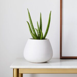 Aloe Vera Plant in Pot