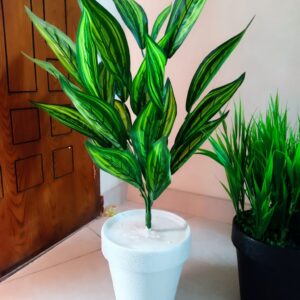 Aelo Vera (Copy)